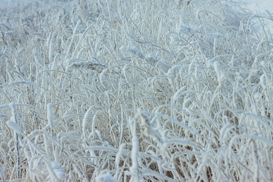 荒草野草挂雪雾凇