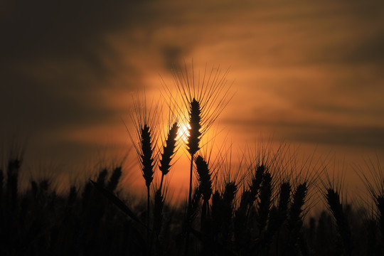 夕阳下成熟的麦子