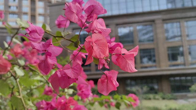 漂亮的三角梅花