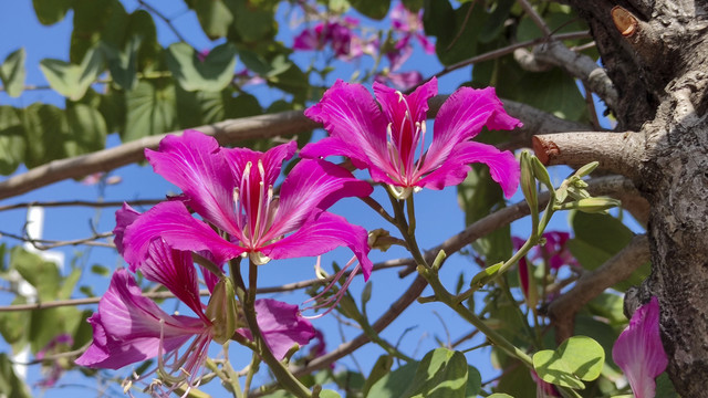 羊蹄甲紫荆花
