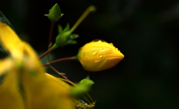 金丝桃花