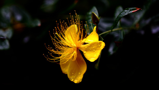 金丝桃花