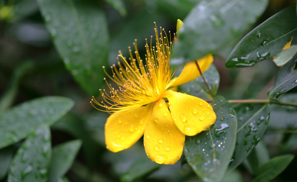 金丝桃花