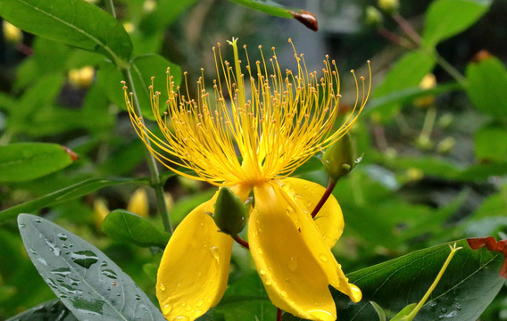 金丝桃花