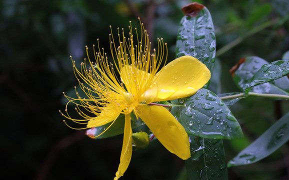 金丝桃花