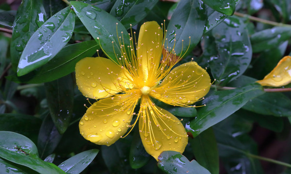 金丝桃花