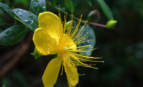 金丝桃花