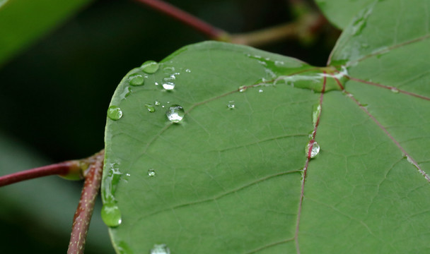 叶子上的露水