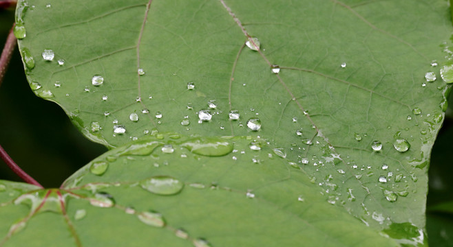 叶片上的雨滴