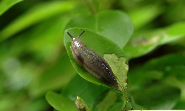 鼻涕虫