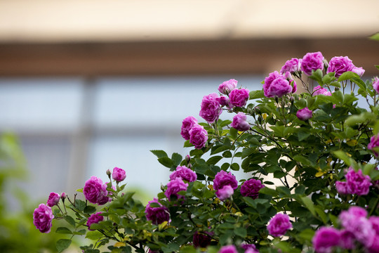 月季花蔷薇花