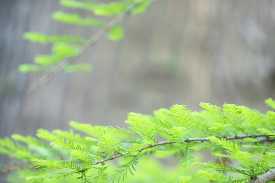 水杉芽枝