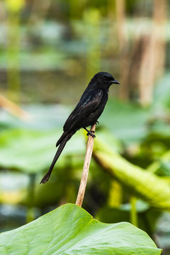 黑卷尾鸟