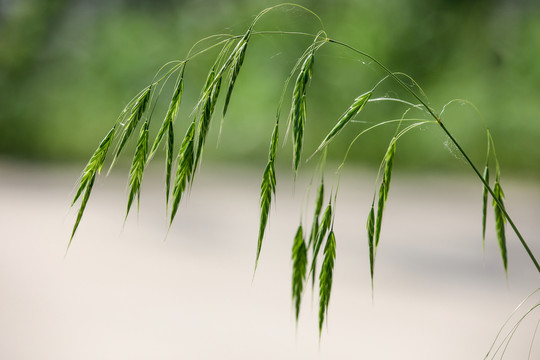 野燕麦