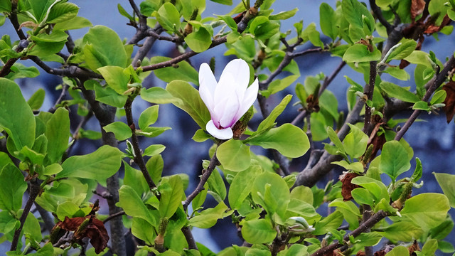 白花