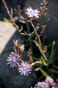 紫花山莴苣