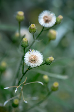 香丝草花