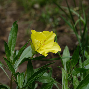 月见花