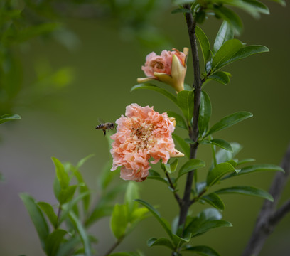 粉色石榴花