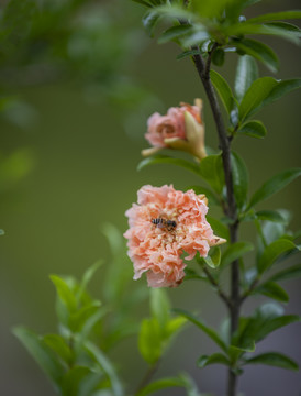 石榴花特写