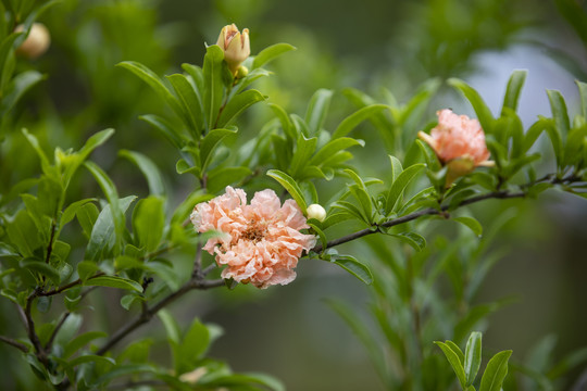 粉色石榴花