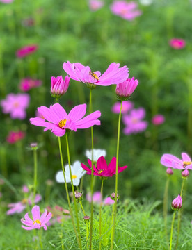 波斯菊