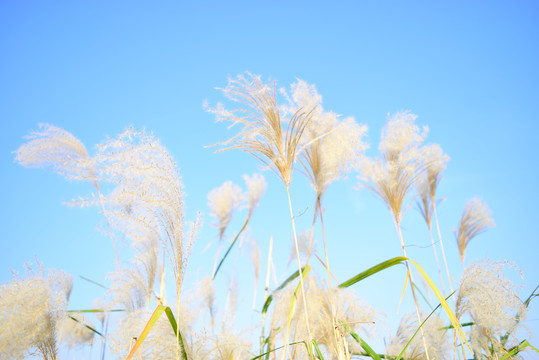 江边芦苇