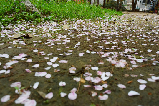 樱花