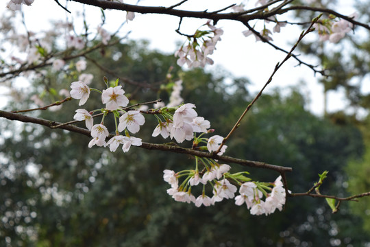 武汉樱花