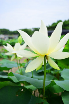 白荷花