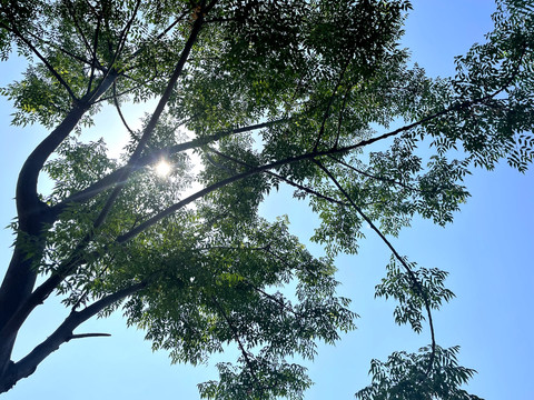 蓝天阳光树木