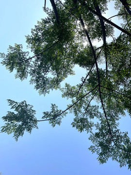 蓝天中的树木