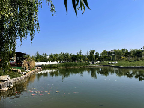 夏天的城市公园