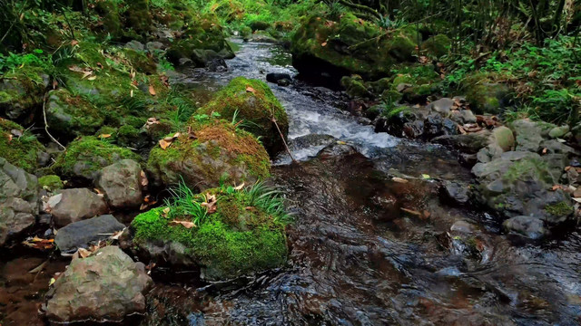 生态溪水苔藓纯净水山泉水