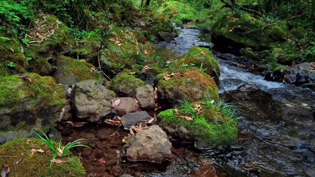 生态溪水苔藓纯净水山泉水