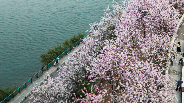 江边花海