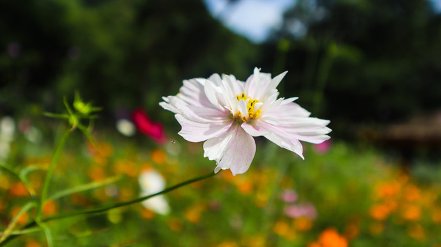 大波斯菊