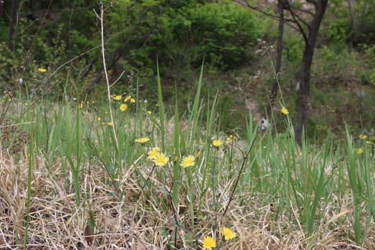 野草地绿草