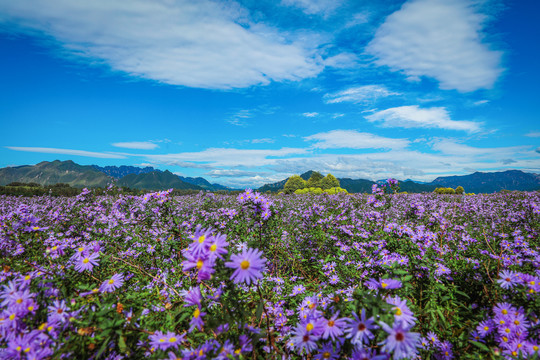 北京昌平九孔桥花海