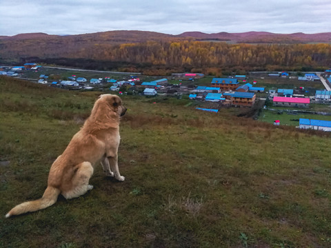 秋季山村狗