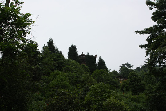 大山树林