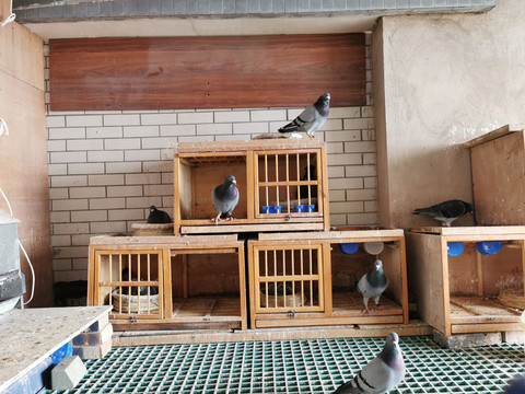 鸽子养殖棚