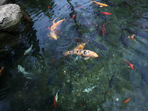 锦鲤