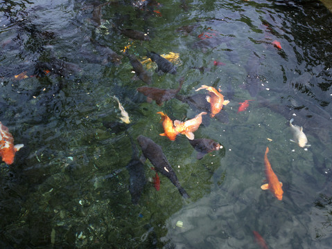 锦鲤