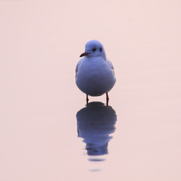 海鸥