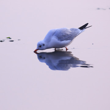 海鸥