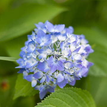 唯美紫色绣球花特写