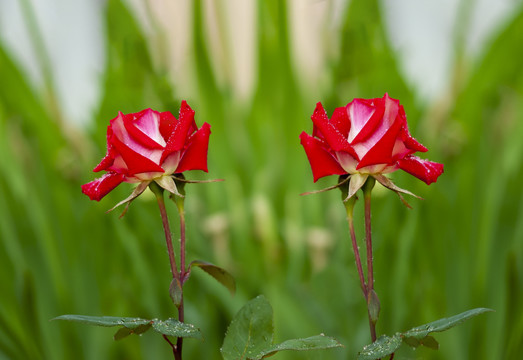 玫瑰花