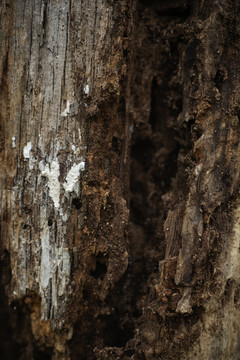 白蚁蛀空的树木