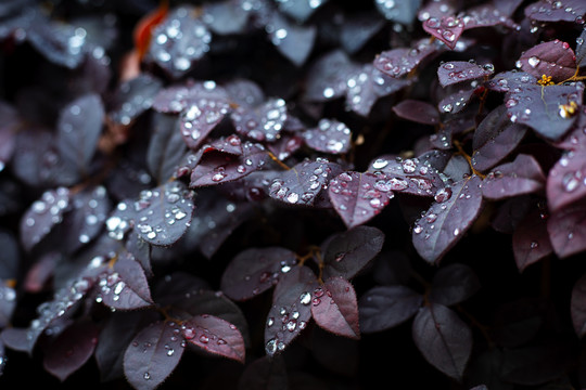 雨后的紫锦木树叶特写